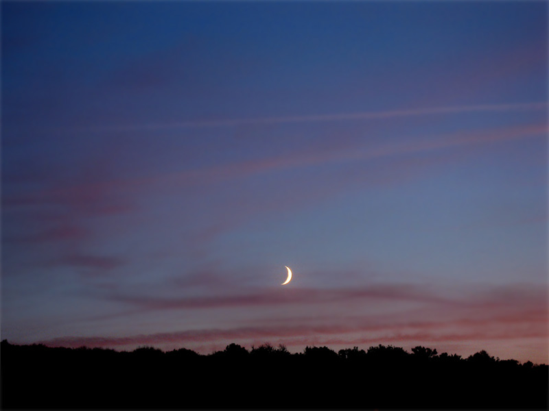 luna si padurea / the moon and the forest