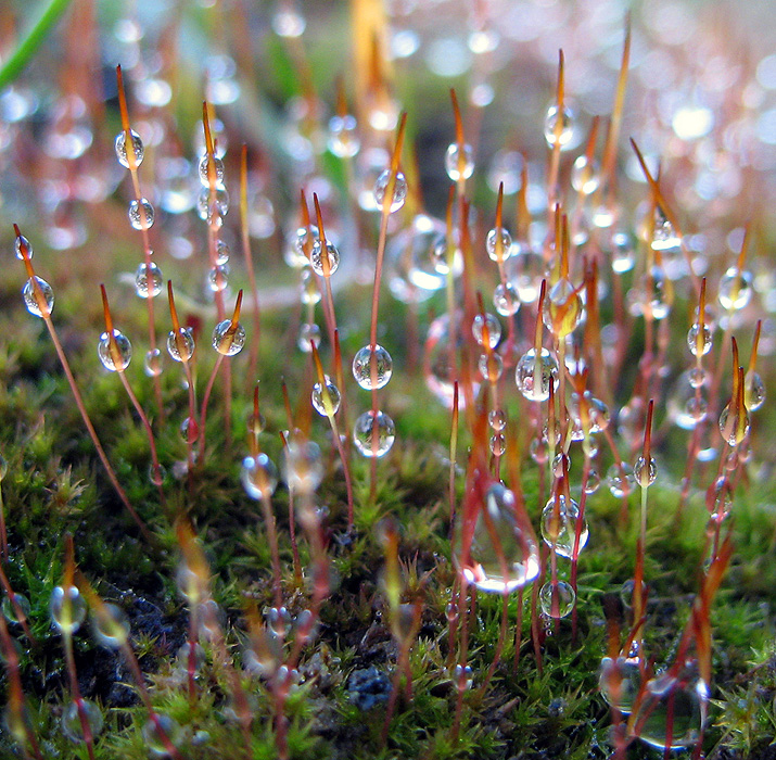 margele de ceata / fog droplets