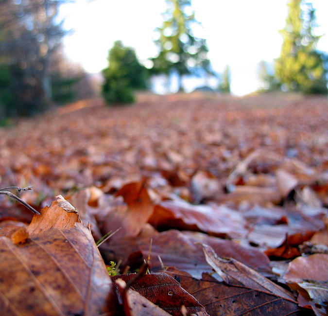 toamna / autumn