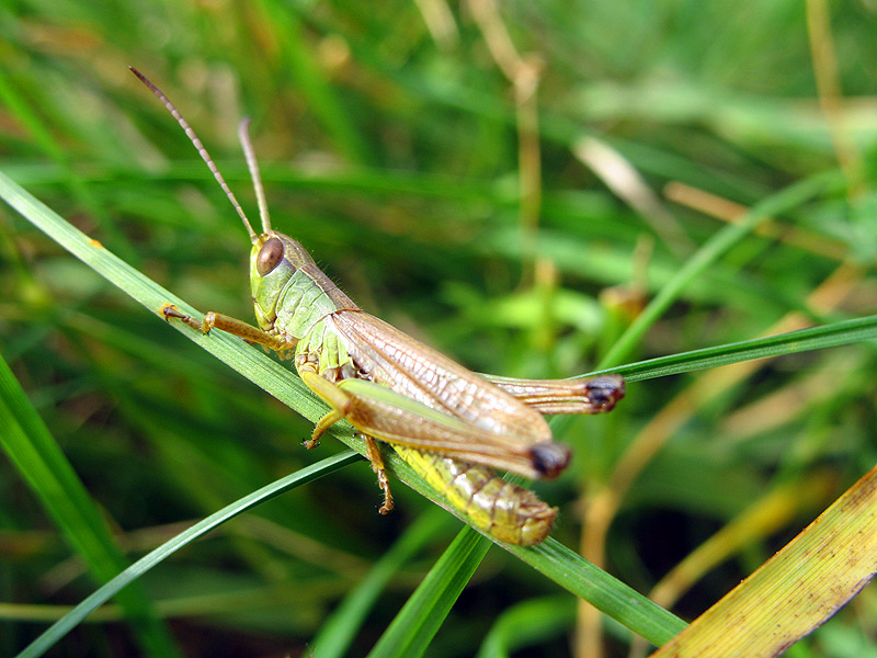 cosas / grasshopper