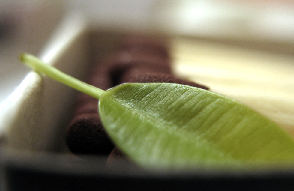 frunzulita / little leaf