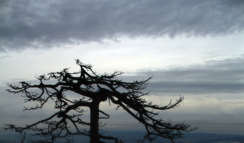 jneapanul negru / the black  juniper tree