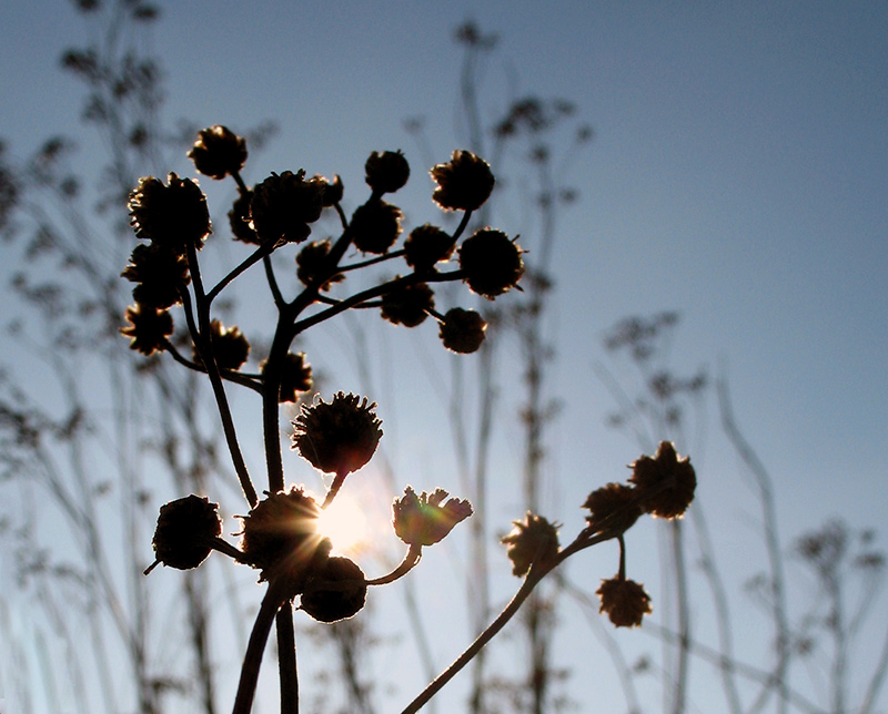 ciulini /  thistles