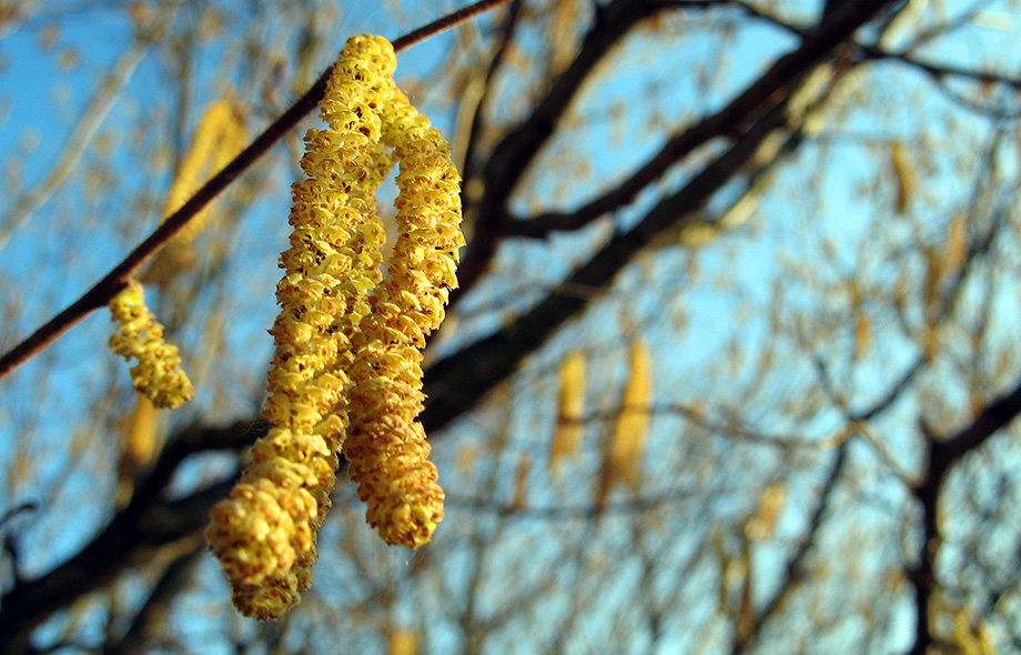 ornament primavaratic / spring ornament