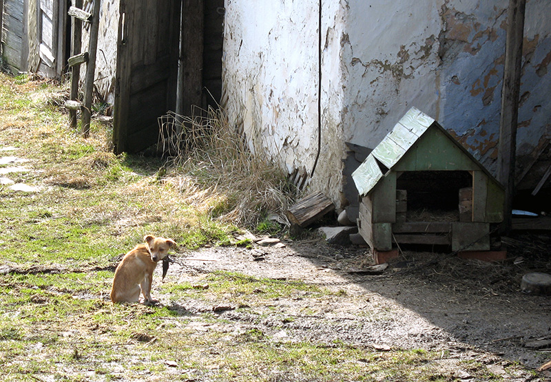 viata de caine / dog day afternoon