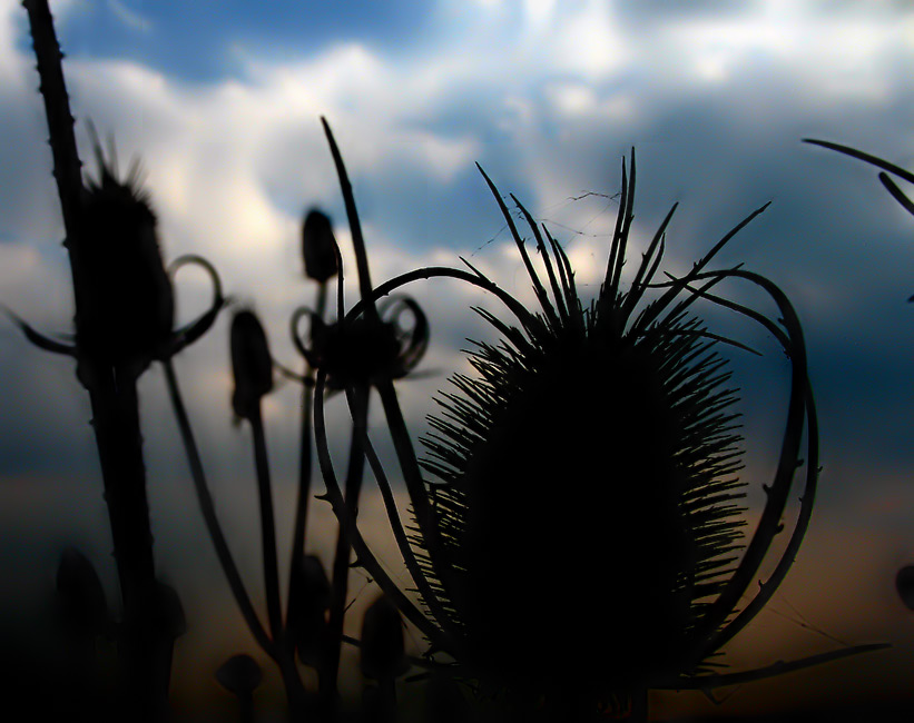 ciulini (?) /  thistle (?)