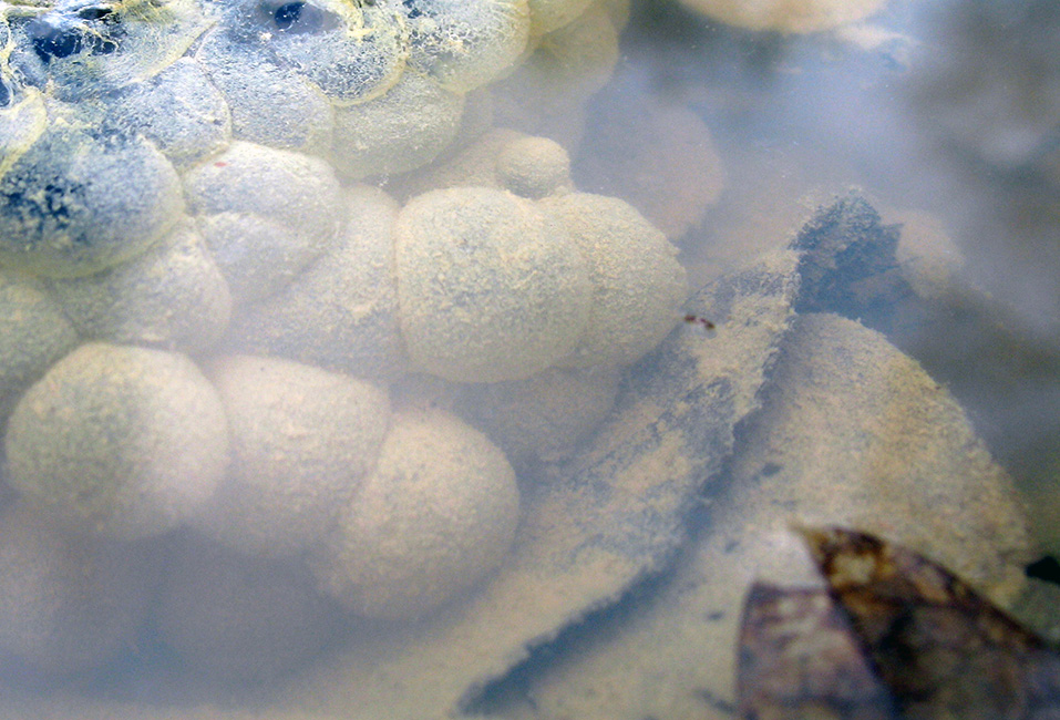 mormoloci /  tadpoles