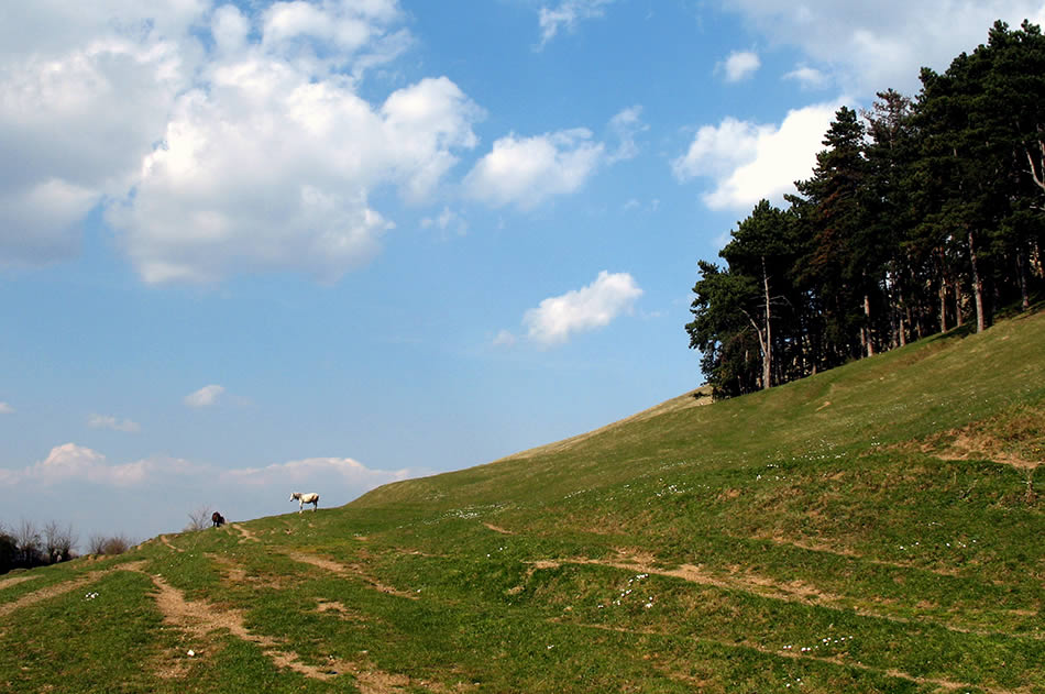 cai la orizont / horses in sight