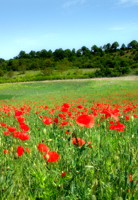 maci / poppies