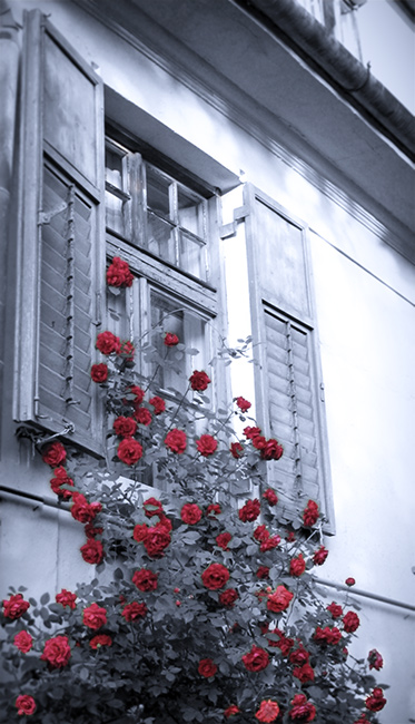 flori in fereastra / flowers in the window