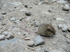 fauna locala