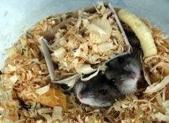 hamsterii.jpg
