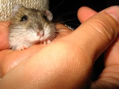 hamsterul.jpg