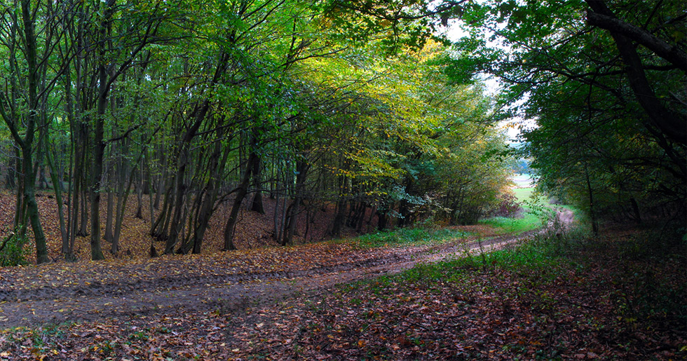 la vanat de caprioare / deer hunting