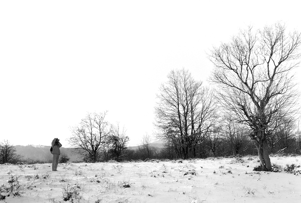 Singing the tree hymn