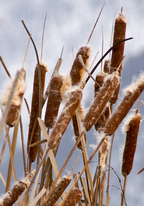 Bulrush 