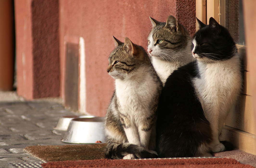 The three witches