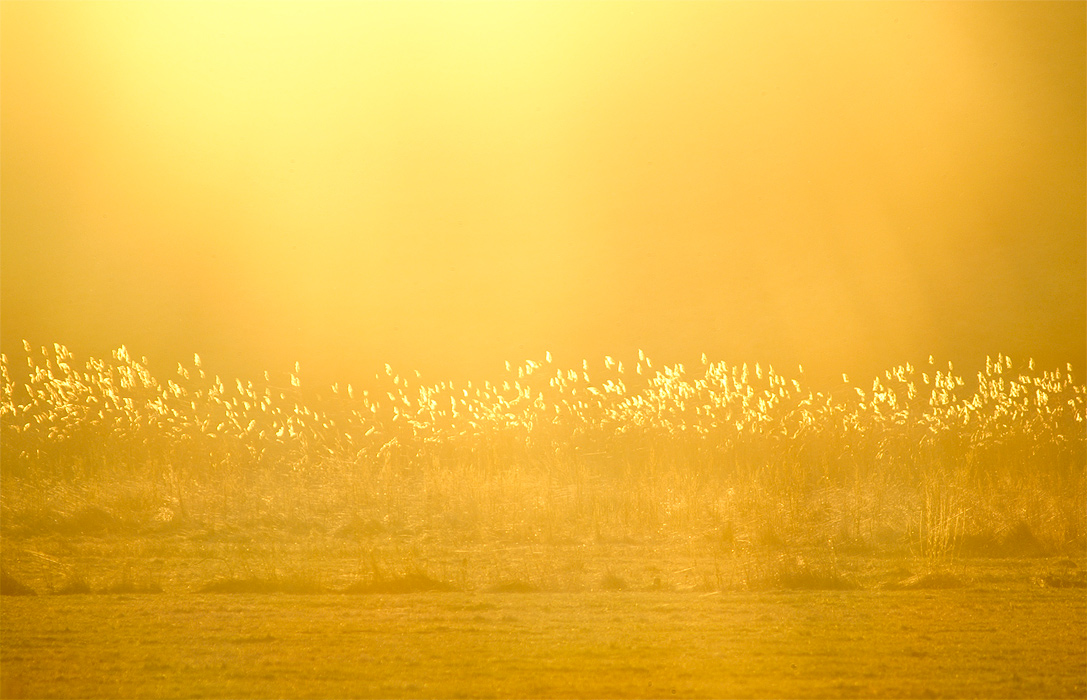 Sunset torches