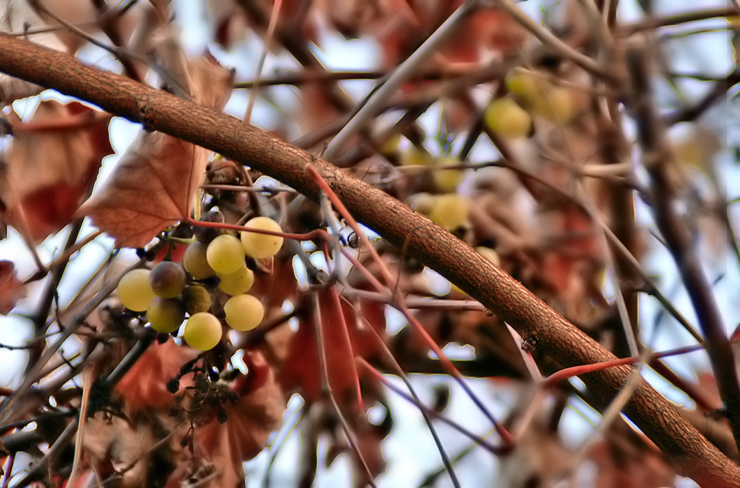 Last year's grapes