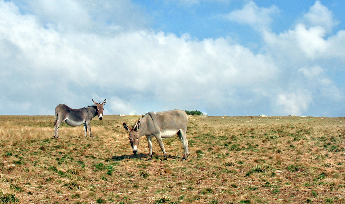 Where the donkeys run free