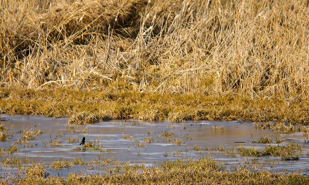 Another magpie