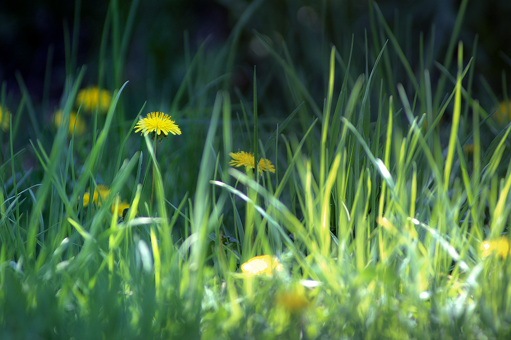 Dandelions and their friends