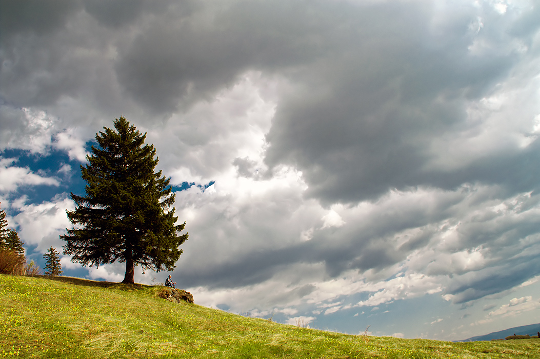 Silviu, the Straight Tree and the Crooked World