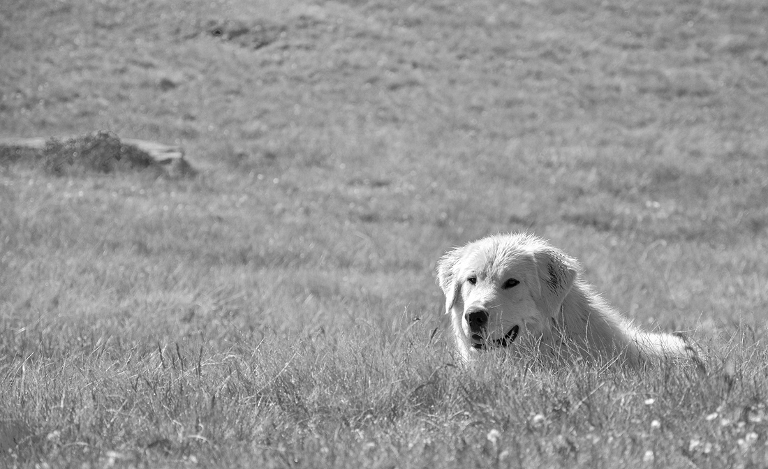 Smile in the grass