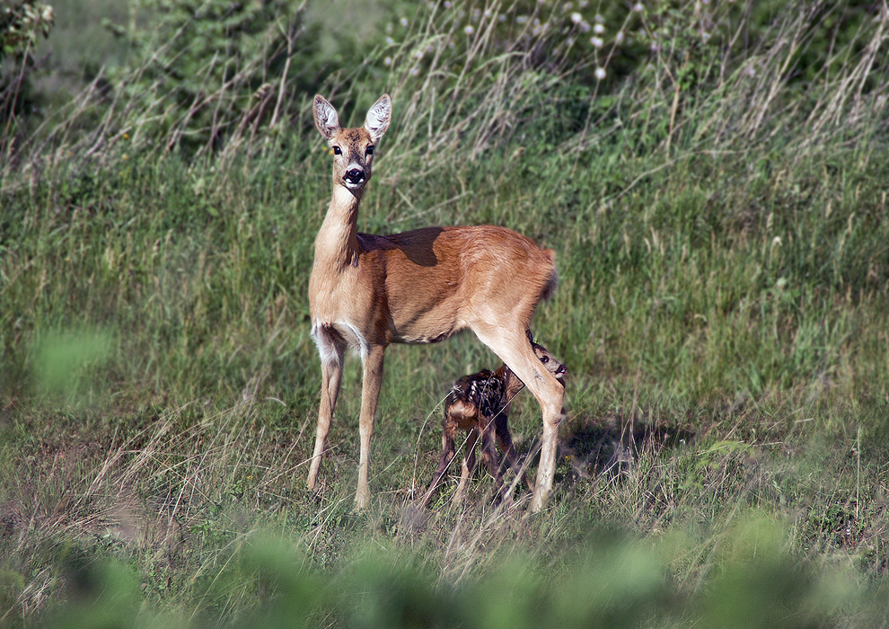 Motherhood