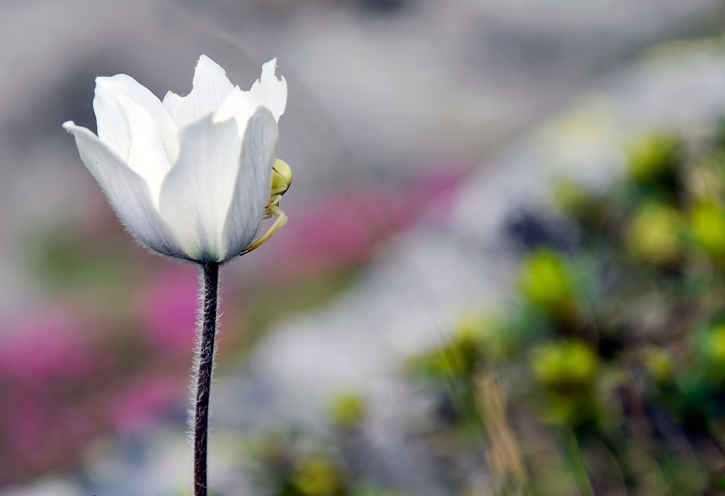 White Flower Surprise