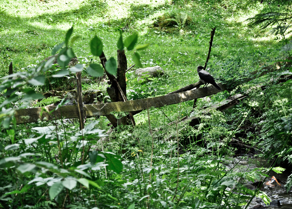 Crow on green