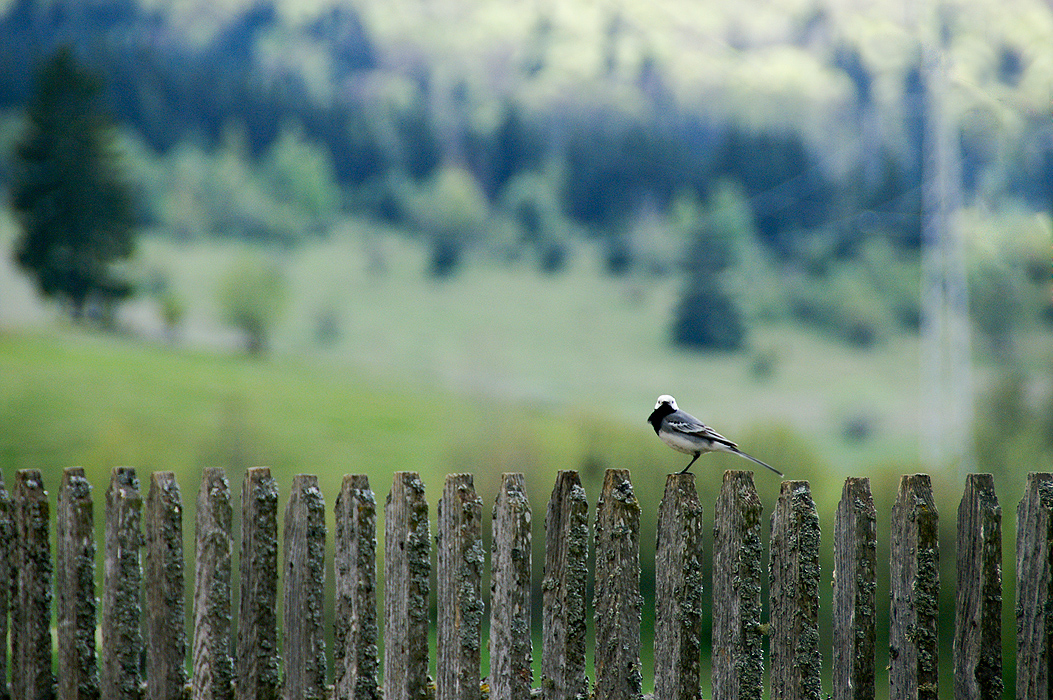 Bird on a fence