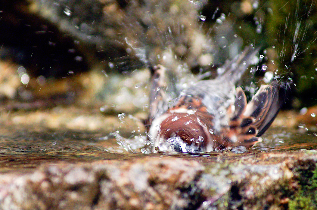 Water dropping