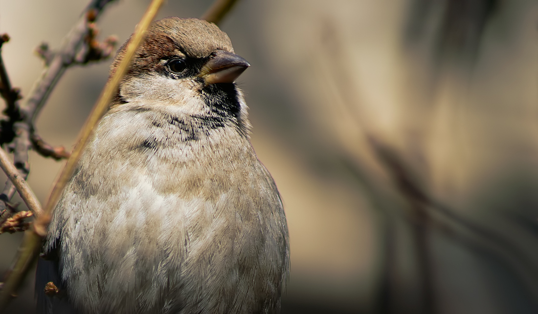 Sparrow