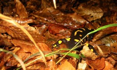 salamandra de pe langa suncuius