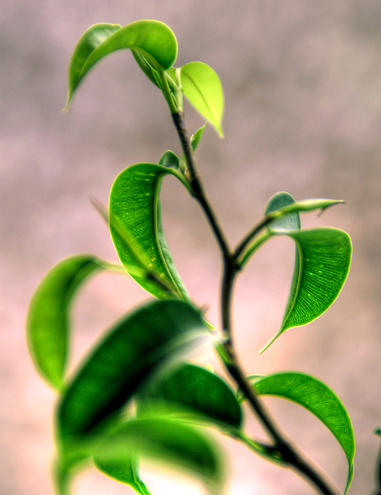 HDR Leaves