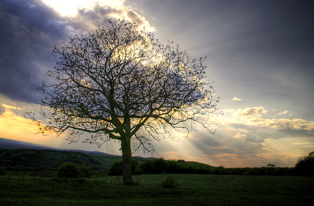 The Strange Tree in the Crooked World