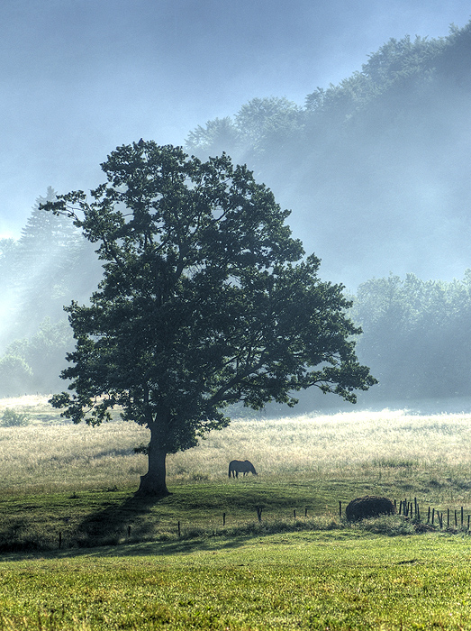 Foggy Morning