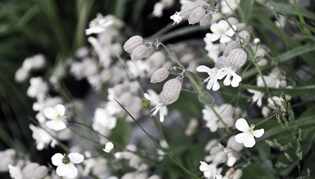 White Mountain Flowers