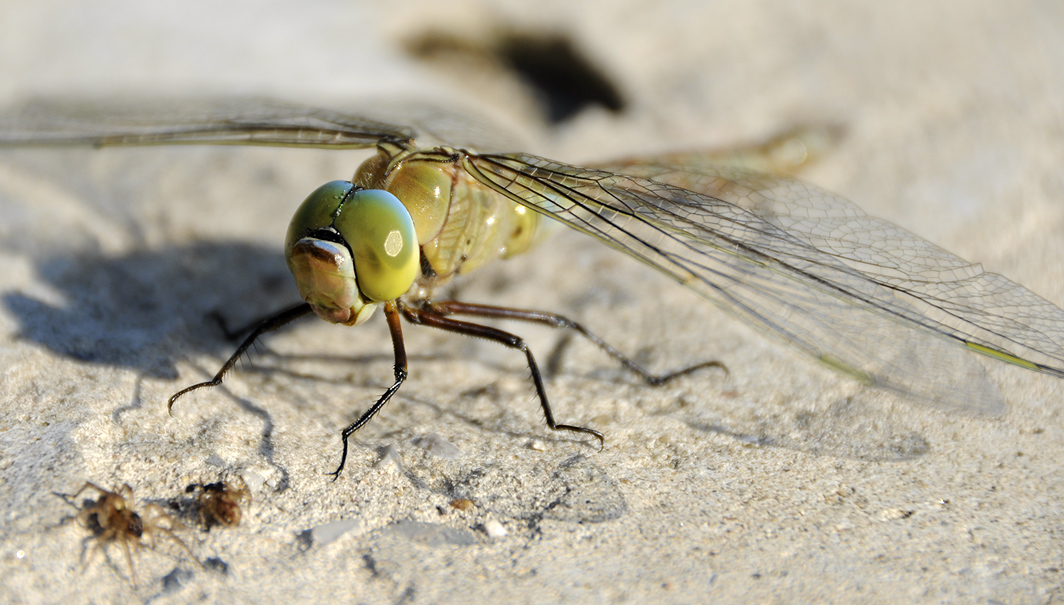 The dragonfly and its victims