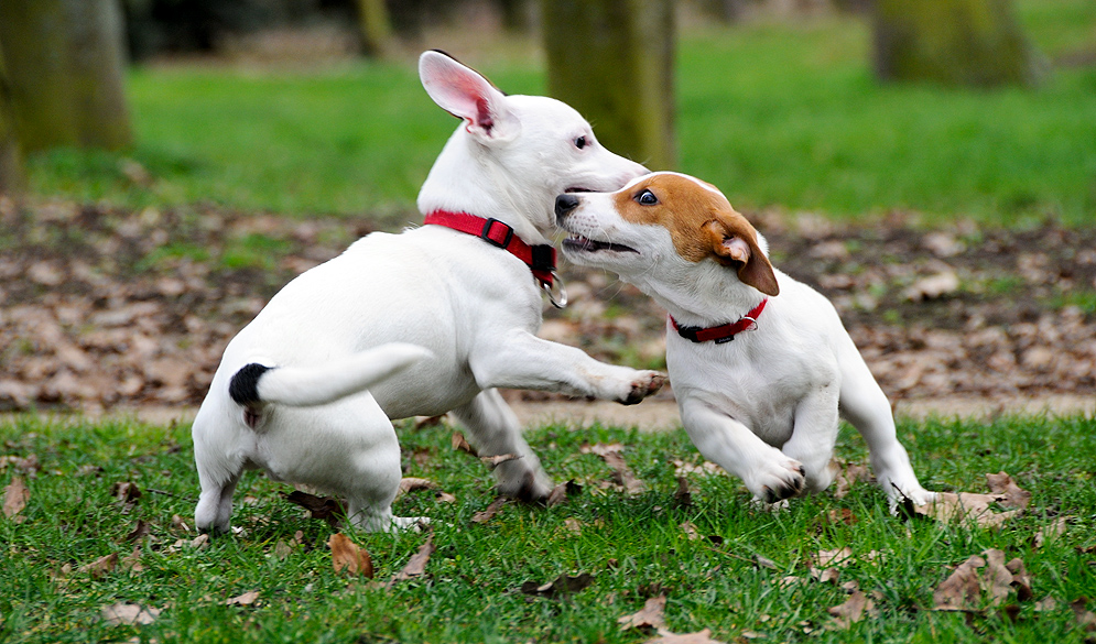 Dog Play